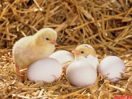Înmulțirea în comun a ouălor de păsări din diferite specii