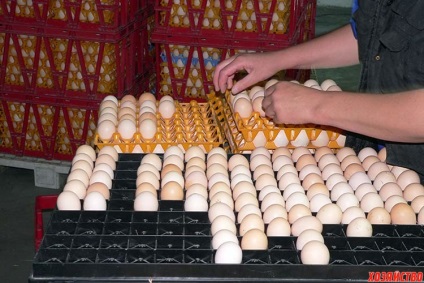 Înmulțirea în comun a ouălor de păsări din diferite specii