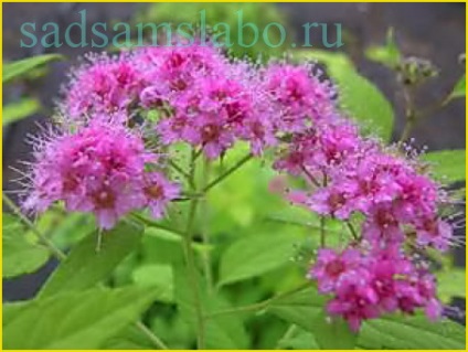 Hârtie spiraea, fotografie, descriere, plantare, cultivare, îngrijire, aplicare