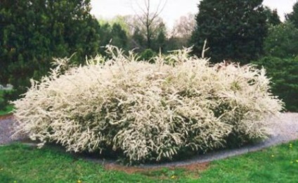 Spirea Greifshey gri de aterizare și fotografie de îngrijire