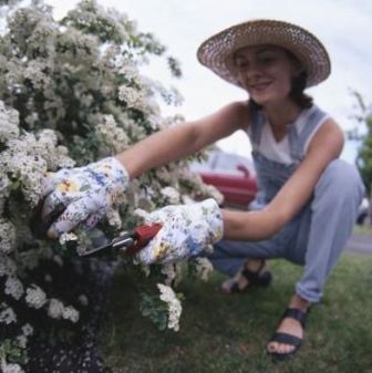 Spirea Greifshey gri de aterizare și fotografie de îngrijire