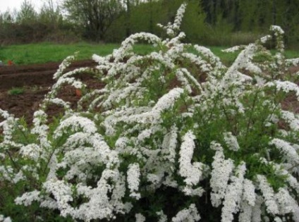 Spirea сив grefsheym засаждане и грижи Фото