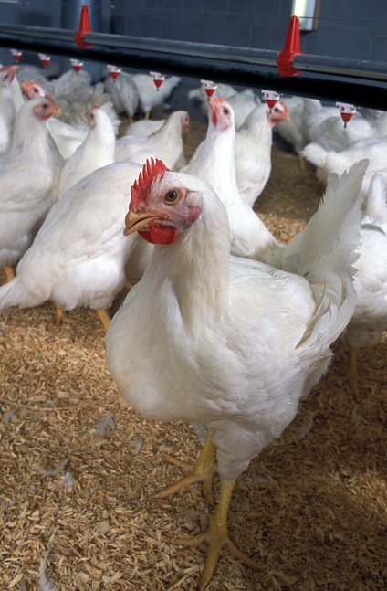 Metode de păstrare a pardoselii în conținutul casei de găină în adâncime