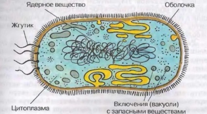 Structura bacteriilor - caracteristici, pereți, celulari