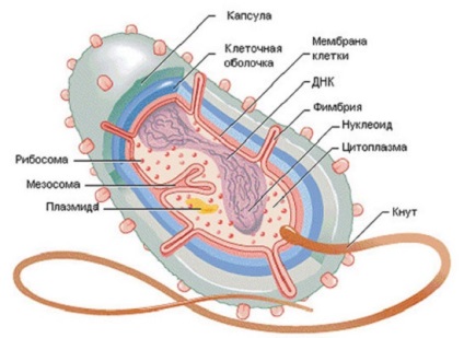 Structura bacteriilor - caracteristici, pereți, celulari