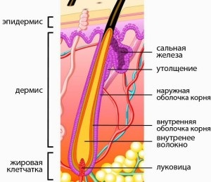 Structura și funcția caracteristicilor pielii, caracteristicile, proprietățile