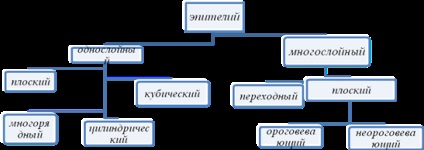 Structura și clasificarea țesuturilor