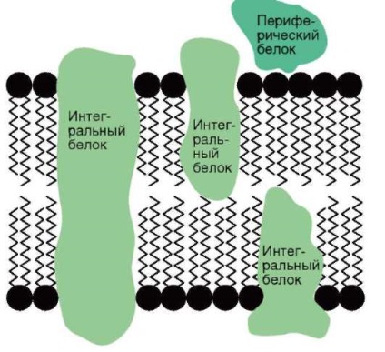 Structurally functional-metabolic intracellular compartmentalization