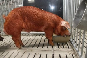 Porcinele Duroc pentru reproducere și îngrijire - portalul fermei