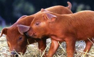 A Duroc tenyésztési és ápolási funkciók sertései - farm portál