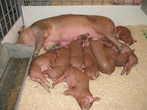 Porcinele Duroc pentru reproducere și îngrijire - portalul fermei