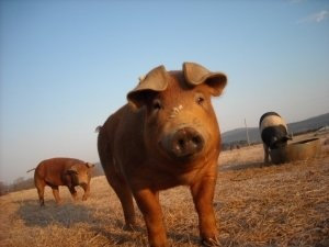 Porcii din rasa Duroc oferă sfaturi valoroase