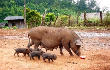 Agricultura de porci din Polonia