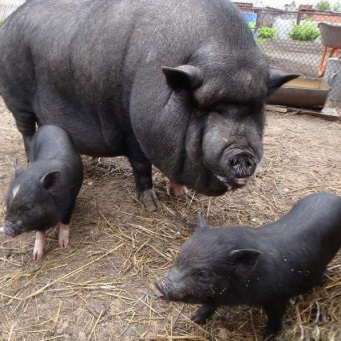 Agricultura de porci din Polonia