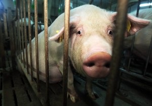 Agricultura de porci din Polonia