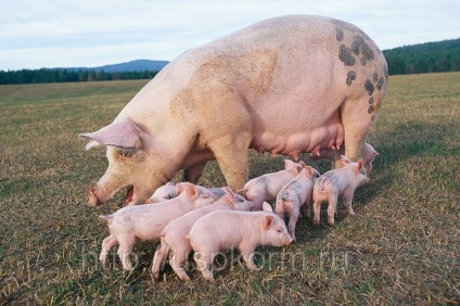 Agricultura de porci din Polonia