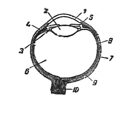 Schema structurii ochiului uman, paturile mamei