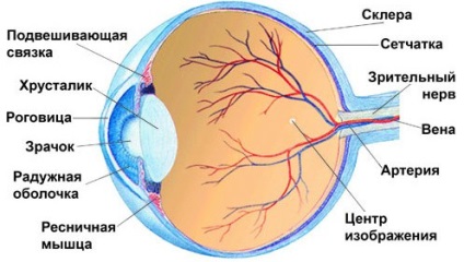 Schema structurii ochiului uman, paturile mamei