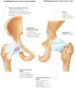 Anatomia articulației șoldului și tot ce trebuie să știți