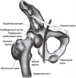 Anatomia articulației șoldului și tot ce trebuie să știți