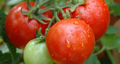 Tomate și dăunători, fotografii, boli, roșii