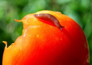 Tomate și dăunători, fotografii, boli, roșii