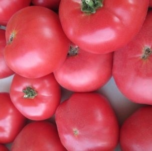 Tomato Volgograd rózsaszín leírása fokozat, jellemzők és vélemények