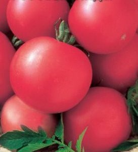 Tomato Volgograd roz descriere a gradului, caracteristici și recenzii