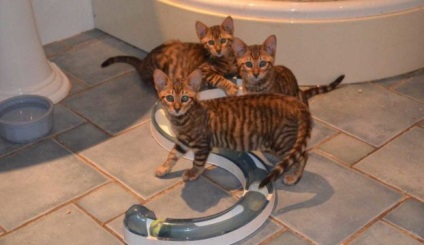 Toy macska és kiscicák a képen; aki felismeri a macskák fajtáját; a tökéletes macska