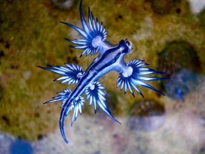 Uimitoare creaturi marine cu aspect extraterestral pe care probabil nu le-ați văzut, umkra