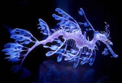 Uimitoare creaturi marine cu aspect extraterestral pe care probabil nu le-ați văzut, umkra