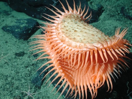 Lenyűgöző tengeri lények földönkívüli megjelenésével, amit valószínűleg még nem láttál, umkra