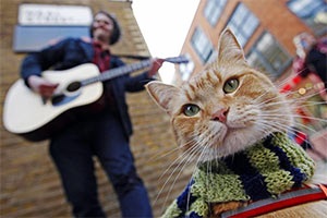 Street cat poreclit fasole