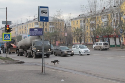 Avem fiecare câine drumul la lumina semaforului trece · bloguri · știri oraș Krasnoyarsk