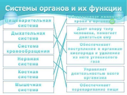 O lecție pe tema modului în care corpul uman este organizat în clasa a 4-a