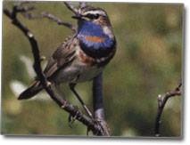 Bluethroat (pasăre) - viața mea