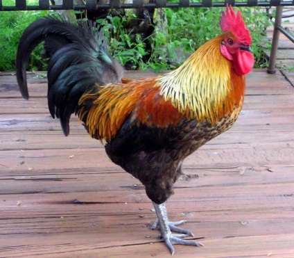 Cântare-Cock (masculin) Caracteristicile persoanei