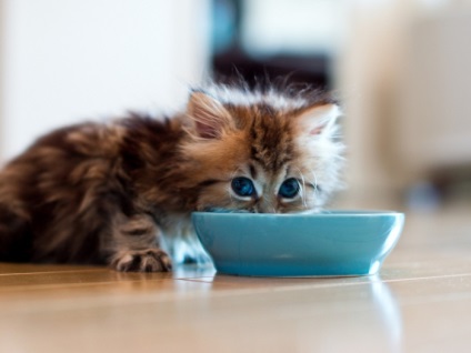 Alegeți castronul potrivit pentru pisică - angajamentul de alimentație adecvată a pisicii! Pisica transforma vasul