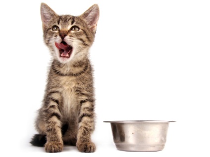 Alegeți castronul potrivit pentru pisică - angajamentul de alimentație adecvată a pisicii! Pisica transforma vasul