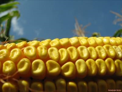 A kukoricatípusok - zöldségtermesztés - könyvtár - családi gazdaság