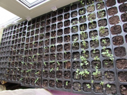 Noi crestem semințe pe pervazul ferestrei