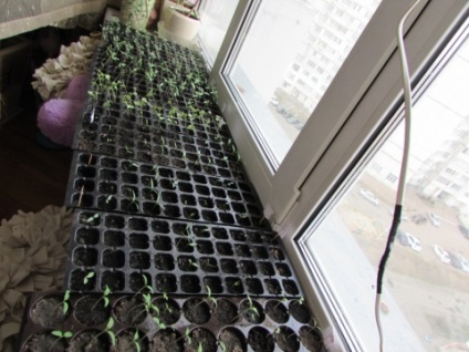 Noi crestem semințe pe pervazul ferestrei