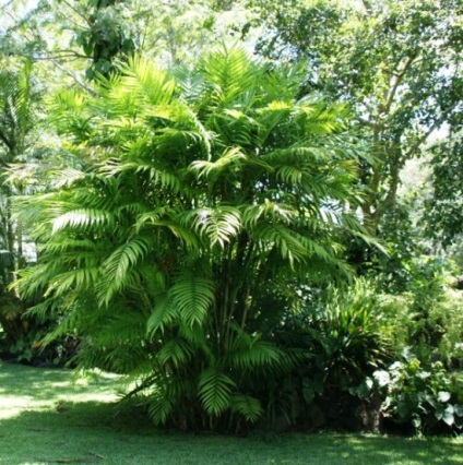 Cultivarea hamedoroyu - un oaspete din pădurea tropicală