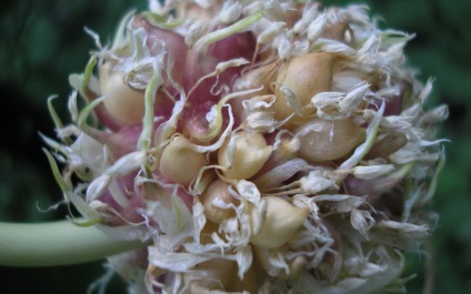 Cultivarea usturoiului din semințe de bulb în pământ deschis pregătirea și plantarea de usturoi