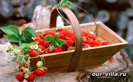 Cultivarea căpșunilor spre vânzare