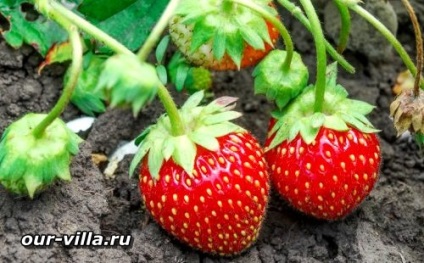 Cultivarea căpșunilor spre vânzare