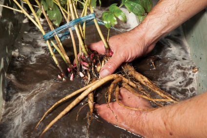 Pioni în creștere în teren deschis, plantare iarbă și îngrijire, o grădină ideală și grădină