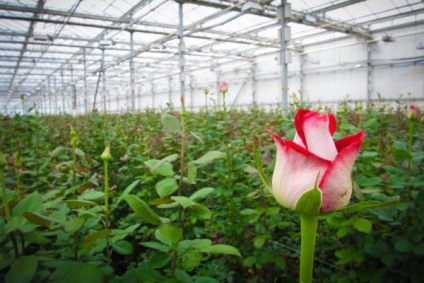 Növekvő rózsák egy üvegházban virágzik, hogyan kell nőni eladó, gondoskodás és a technológia a saját kezét,
