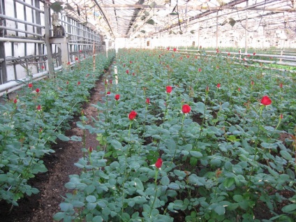 Növekvő rózsák egy üvegházban virágzik, hogyan kell nőni eladó, gondoskodás és a technológia a saját kezét,