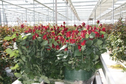 Отглеждане на рози в оранжерия за отглеждане на цветя, като за продажба и  управление и технология